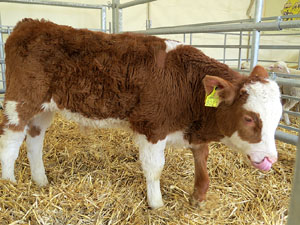 Fira del Porc FIPORC 2015. Exposicions i exhibicions