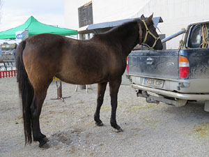 Fira del Porc FIPORC 2015. Exposicions i exhibicions